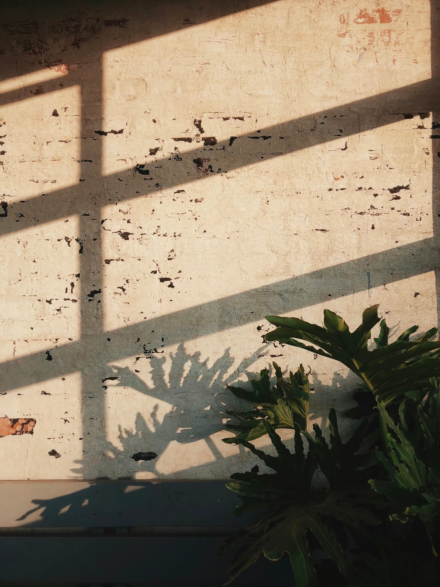 Hard midday sun casting the shadow of a window frame and a leafy plant across a pale wall.