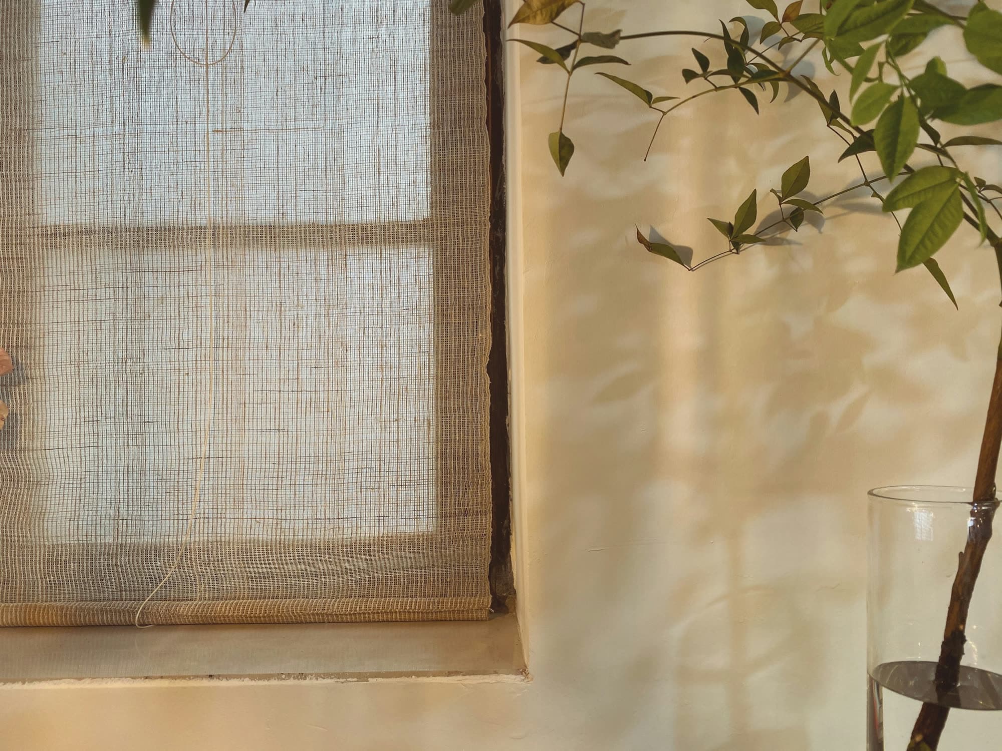Morning light through a woven blind onto a warm wall, with a young tree in a glass vase.